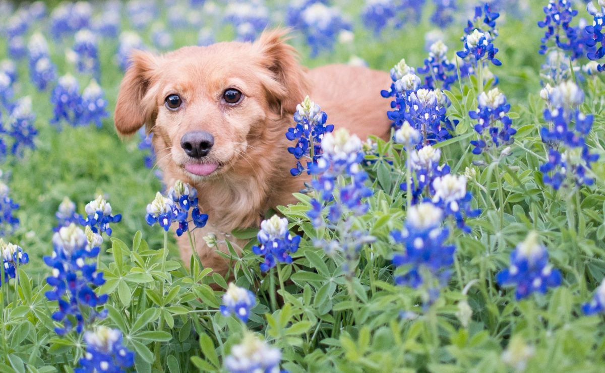 Dog friendly activities in Texas Hill County